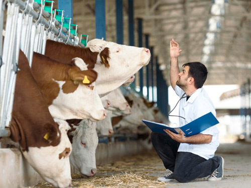 Консалтинг и аудиты